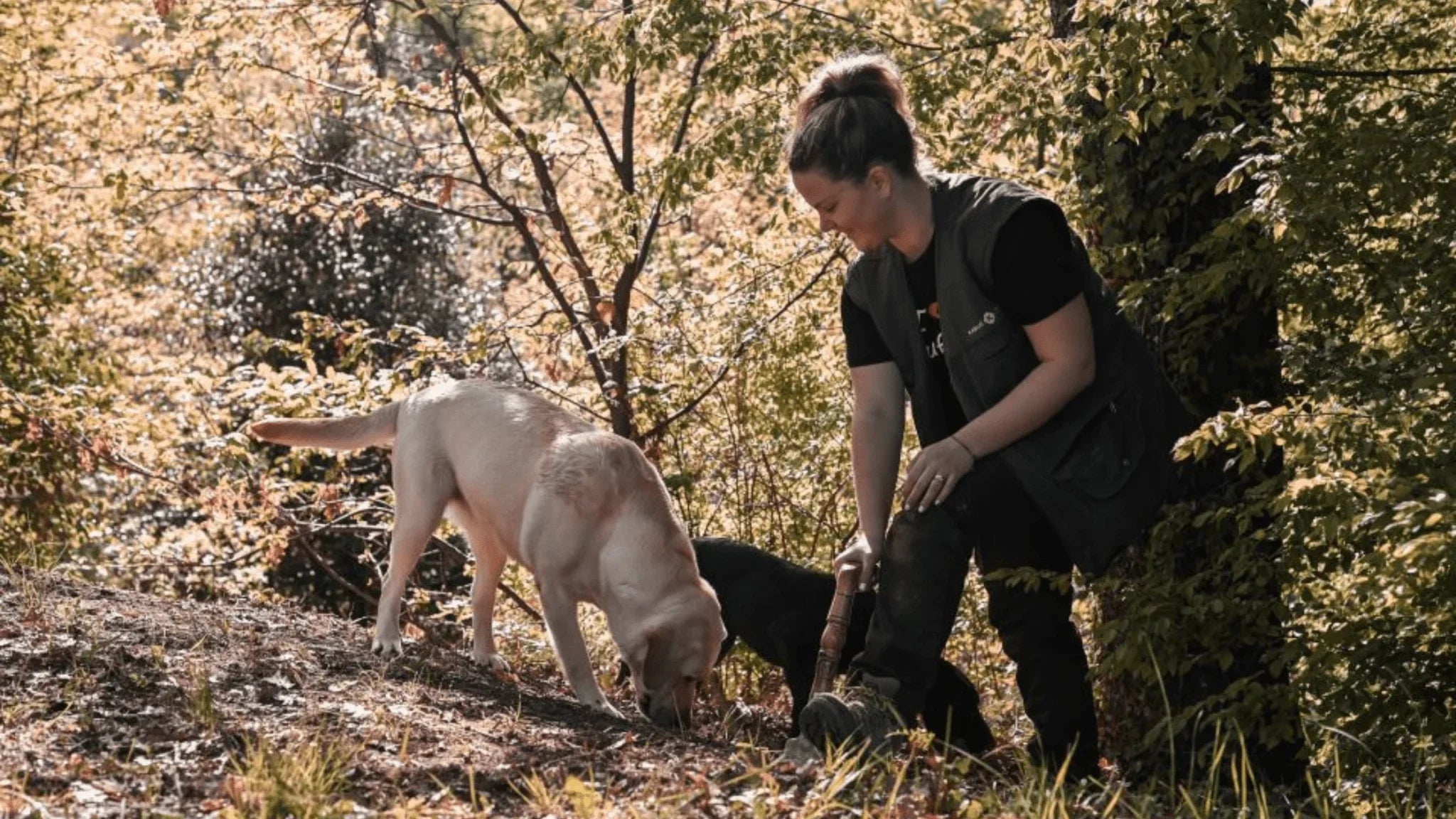 Truffle Hunting Tours: Top Destinations to Explore and Learn About Truffles - Aroma Truffle