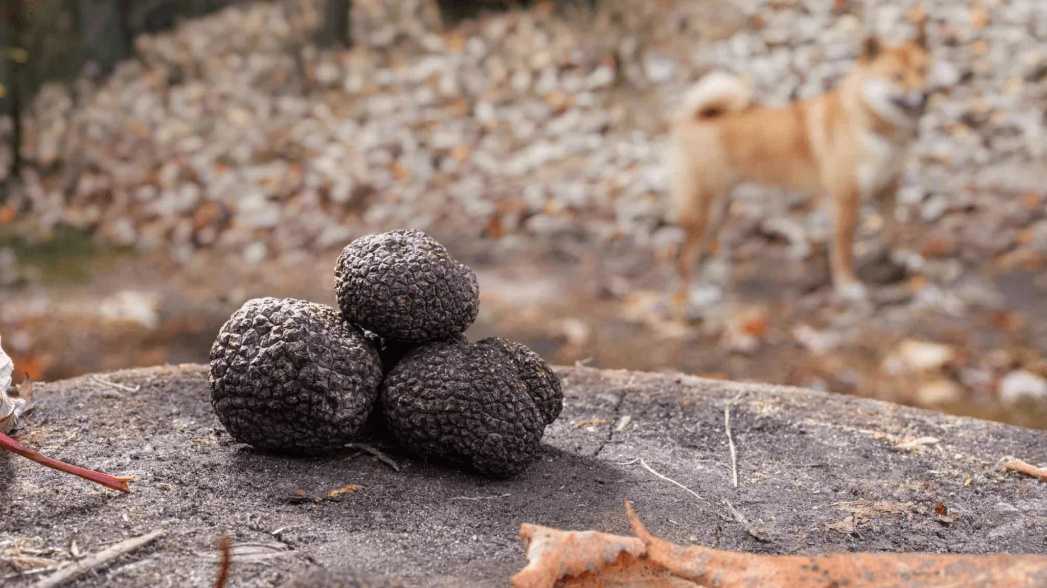 Where Are Truffles Found, and How Do They Grow? - Aroma Truffle