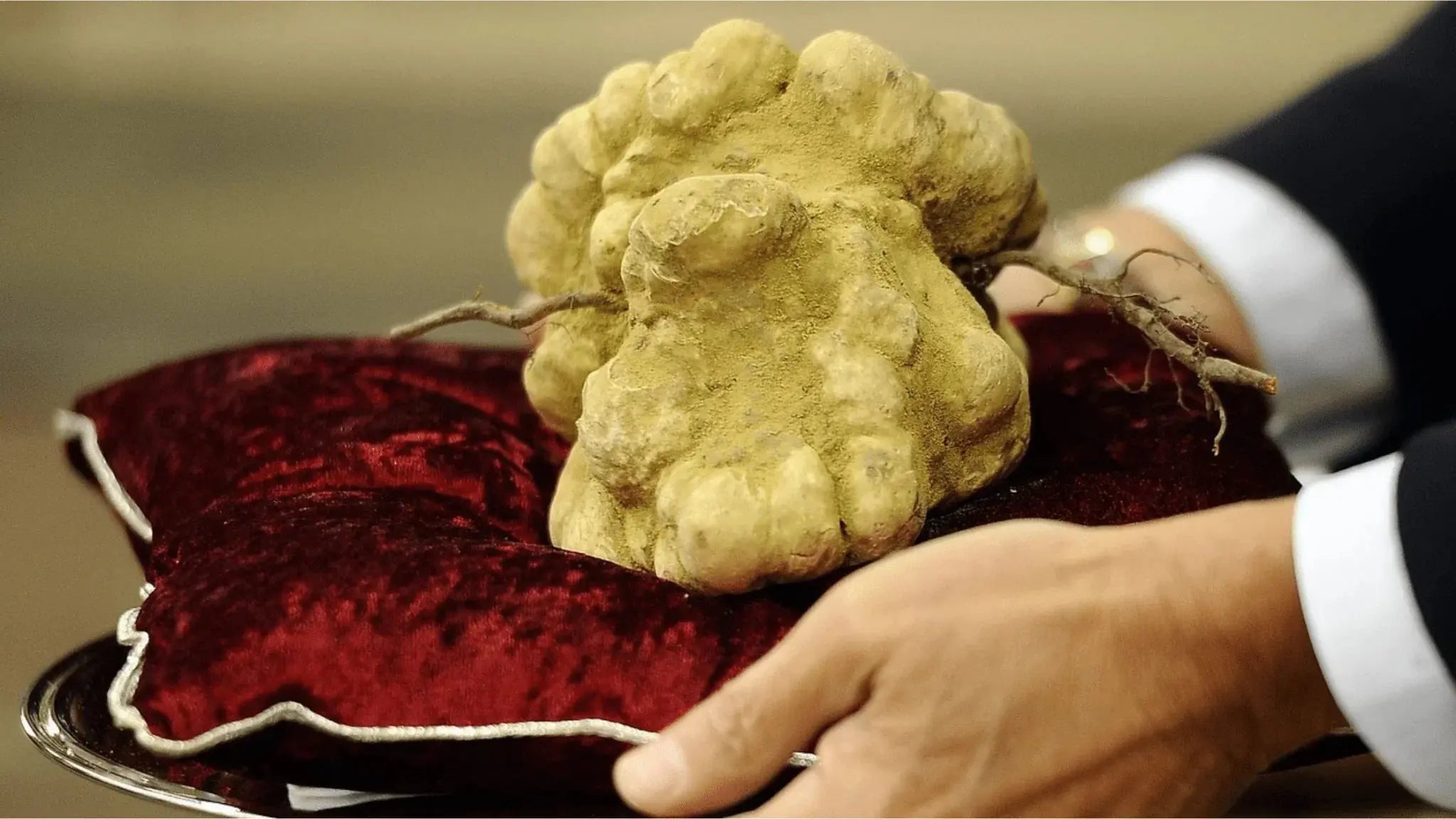 Why Are Truffles So Expensive? - Aroma Truffle