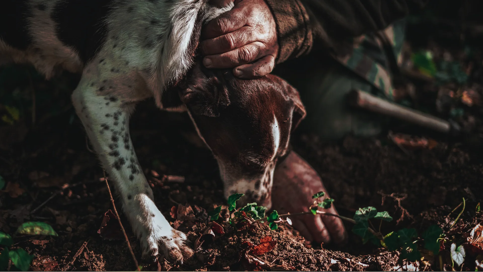 hunting dog found a truffle