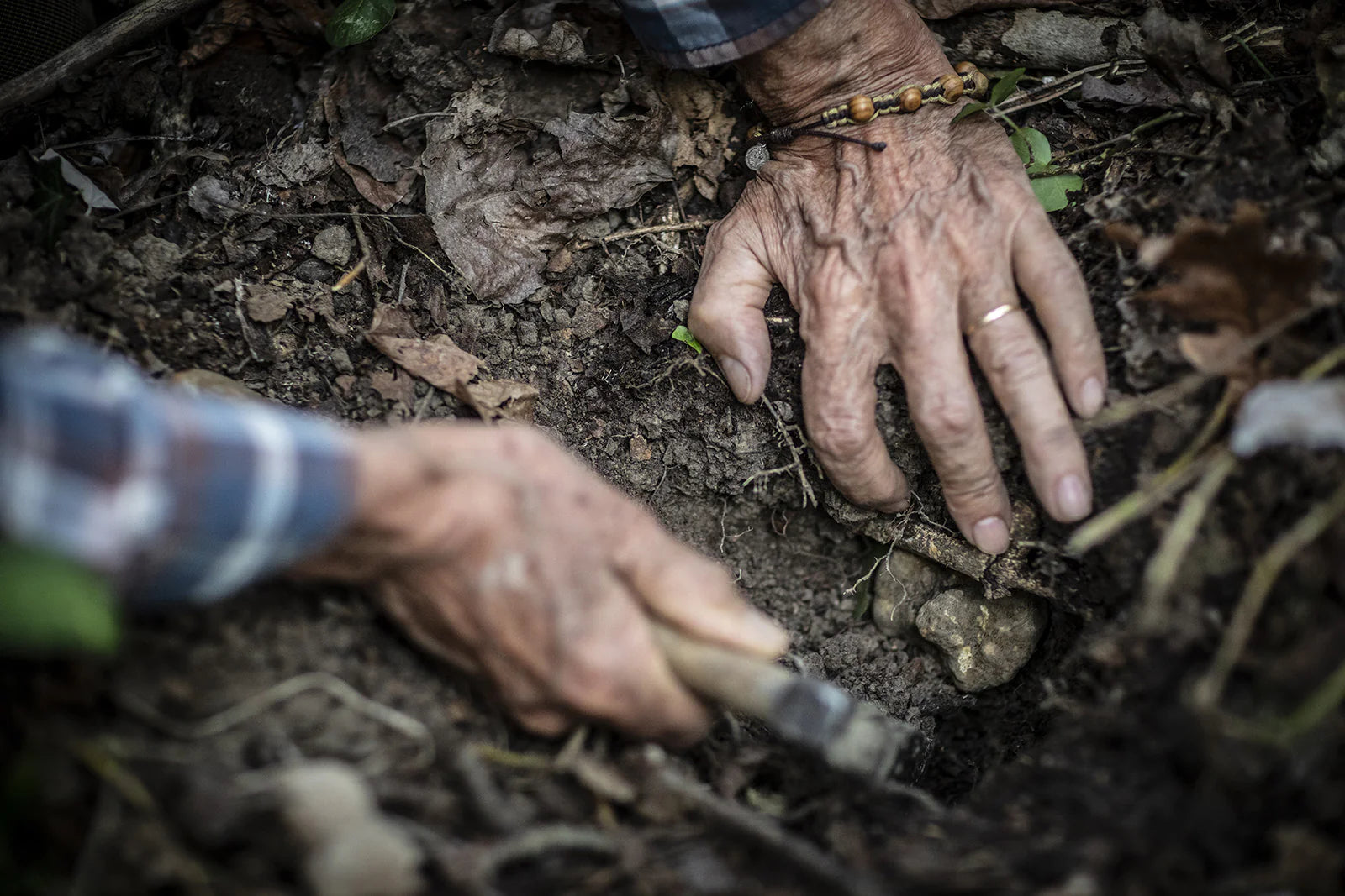 Truffle in the ground