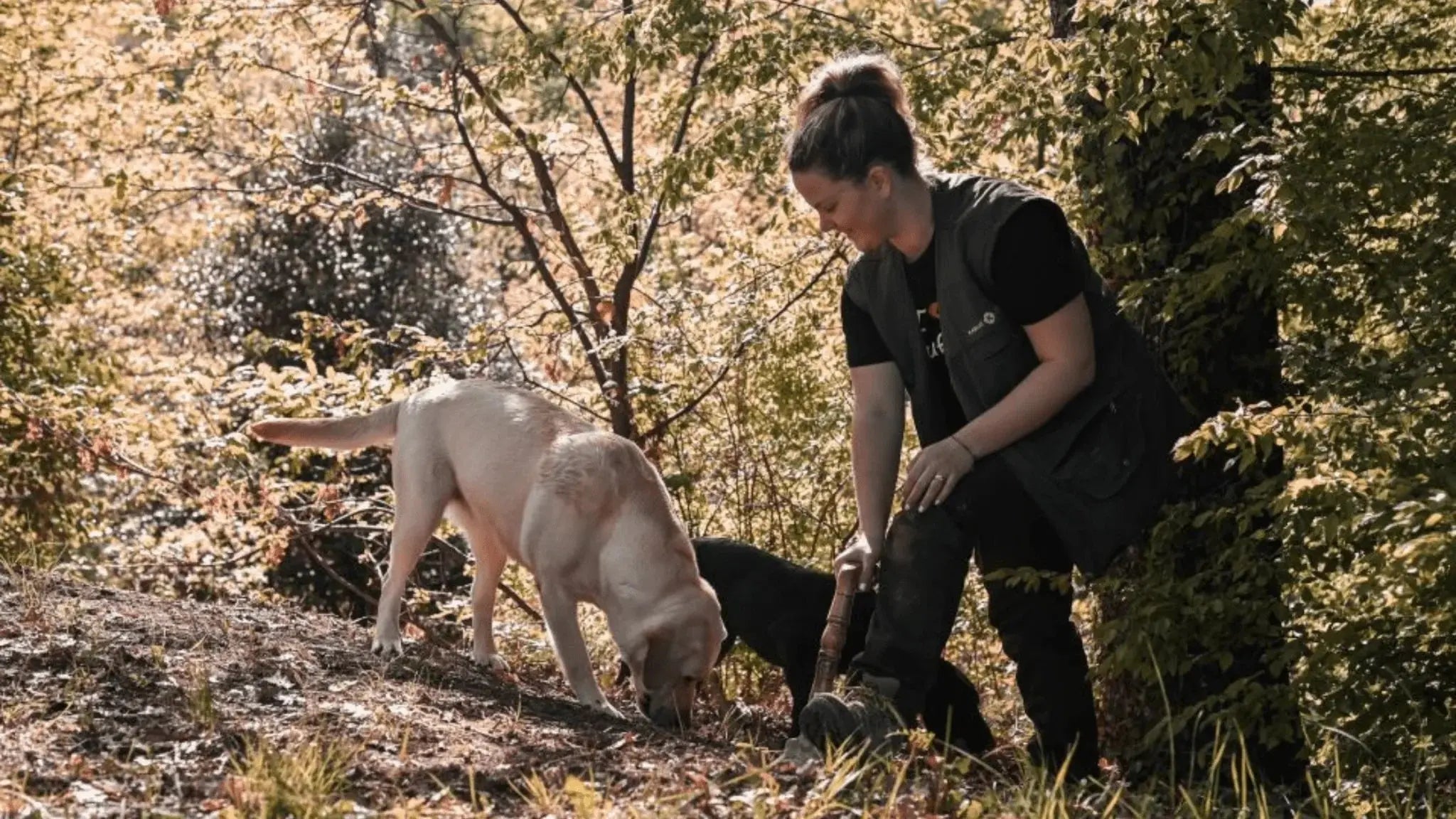 Truffle Hunting Tours: Top Destinations to Explore and Learn About Truffles - Aroma Truffle