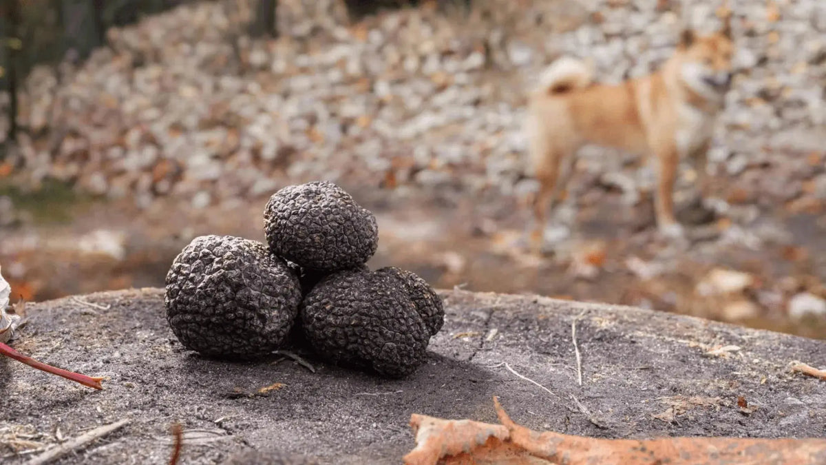 Where Are Truffles Found and How Do They Grow? | Aroma Truffle