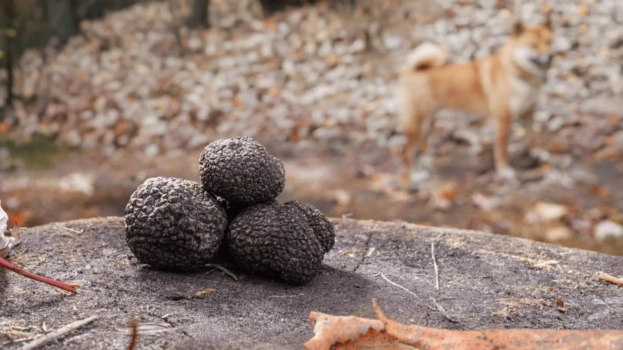 Where Are Truffles Found, and How Do They Grow? - Aroma Truffle