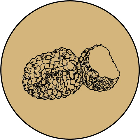 Real Italian Truffles